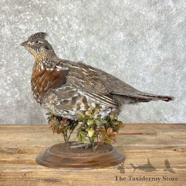 Ruffed Grouse Bird Mount For Sale #27759 @ The Taxidermy Store
