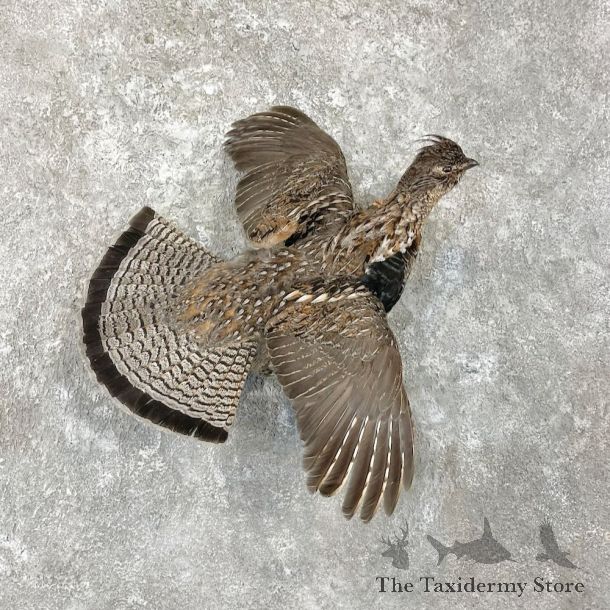 Ruffed Grouse Bird Mount For Sale #27798 @ The Taxidermy Store