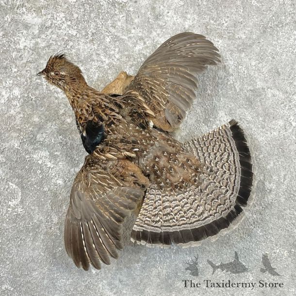 Ruffed Grouse Bird Mount For Sale #27799 @ The Taxidermy Store