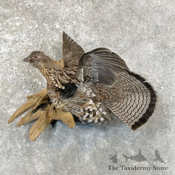 Ruffed Grouse Bird Mount For Sale #27802 @ The Taxidermy Store