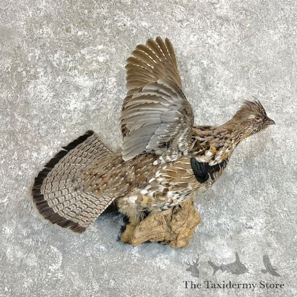 Ruffed Grouse Bird Mount For Sale #27803 @ The Taxidermy Store