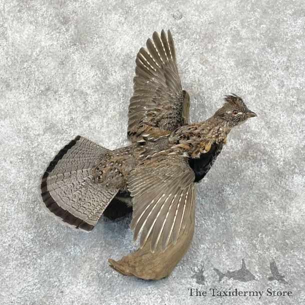 Ruffed Grouse Bird Mount For Sale #28432 @ The Taxidermy Store