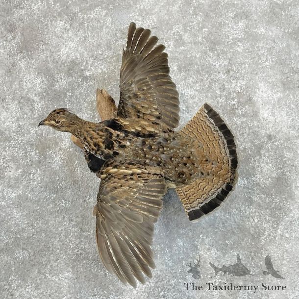 Ruffed Grouse Bird Mount For Sale #28517 @ The Taxidermy Store