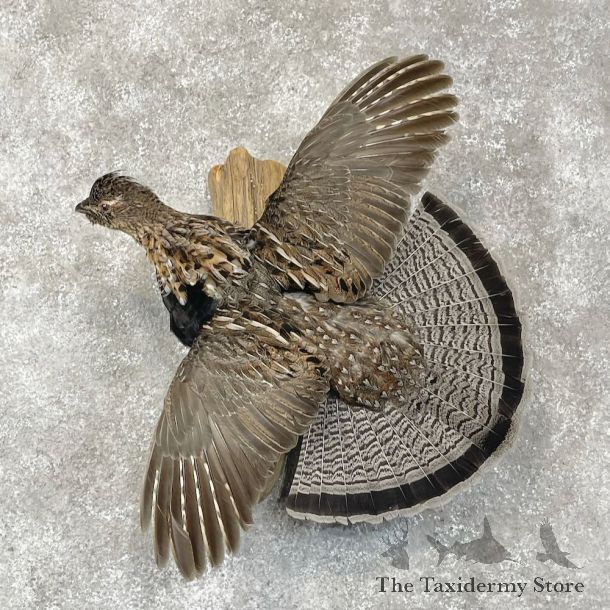 Ruffed Grouse Bird Mount For Sale #28571 @ The Taxidermy Store
