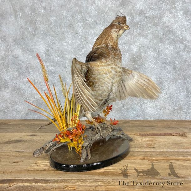 Ruffed Grouse Bird Mount For Sale #28666 - The Taxidermy Store