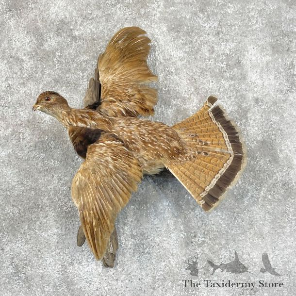 Ruffed Grouse Bird Mount For Sale #28705 @ The Taxidermy Store