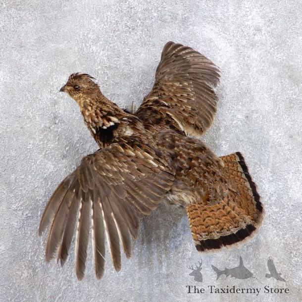 Ruffed Grouse Mount For Sale #18670 @ The Taxidermy Store