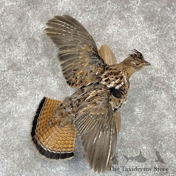 Ruffed Grouse Mount For Sale #28558 @ The Taxidermy Store