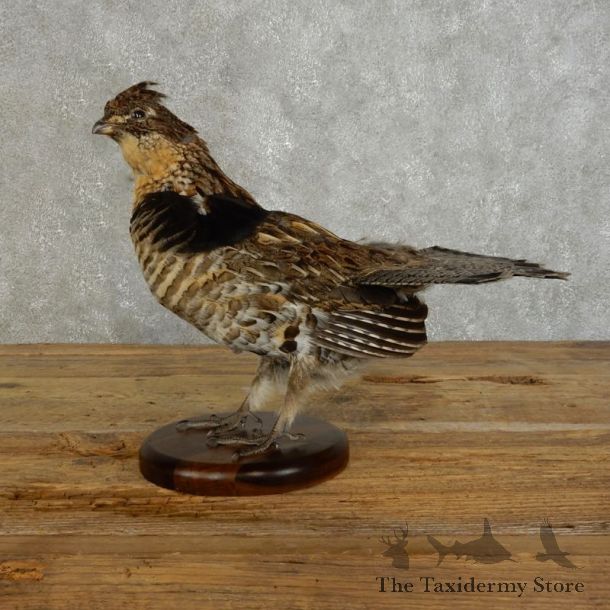 Ruffed Grouse Bird Mount For Sale #17390 @ The Taxidermy Store