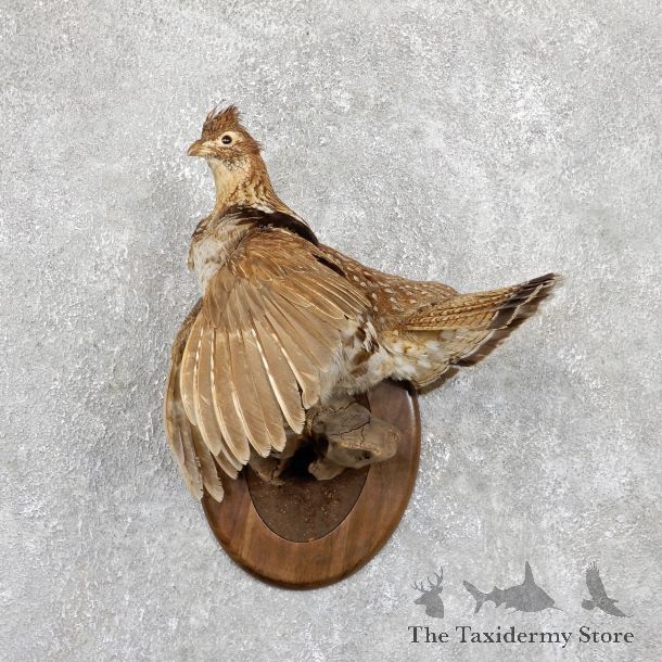 Ruffed Grouse Taxidermy Bird Mount For Sale #19424 @ The Taxidermy Store