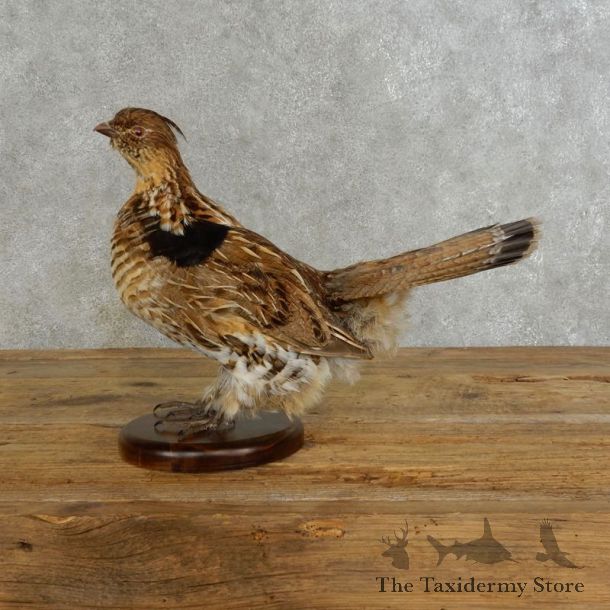 Ruffed Grouse Bird Mount For Sale #17222 @ The Taxidermy Store