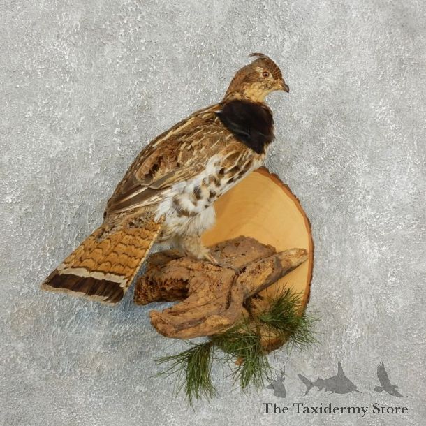 Ruffed Grouse Bird Mount For Sale #17738 @ The Taxidermy Store