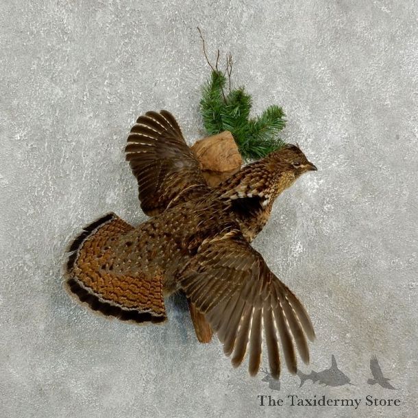 Ruffed Grouse Bird Mount For Sale #17740 @ The Taxidermy Store