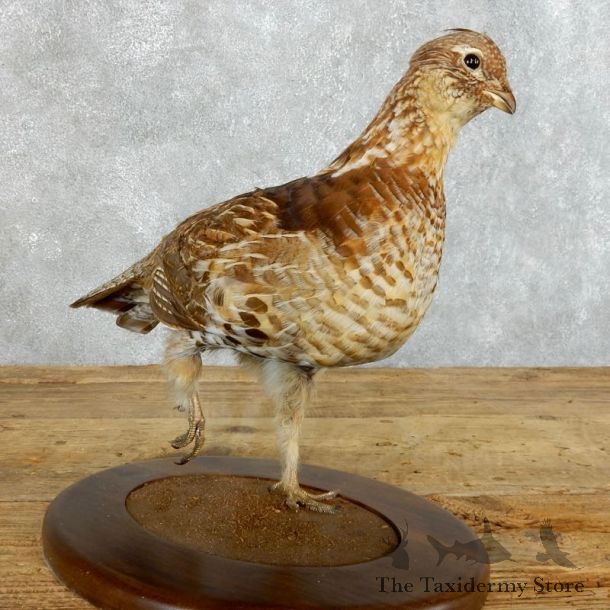 Ruffed Grouse Bird Mount For Sale #18364 @ The Taxidermy Store