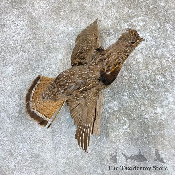Ruffed Grouse Taxidermy Mount For Sale #26507 @ The Taxidermy Store