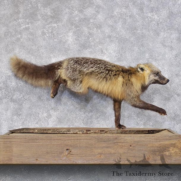 Cross Fox Running Mount #12399 For Sale @ The Taxidermy Store
