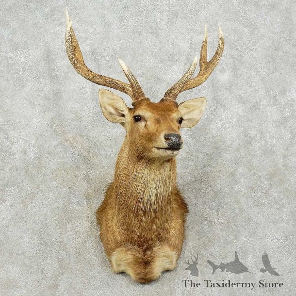 Moulaccan Rusa Deer Shoulder Mount For Sale #15817 @ The Taxidermy Store