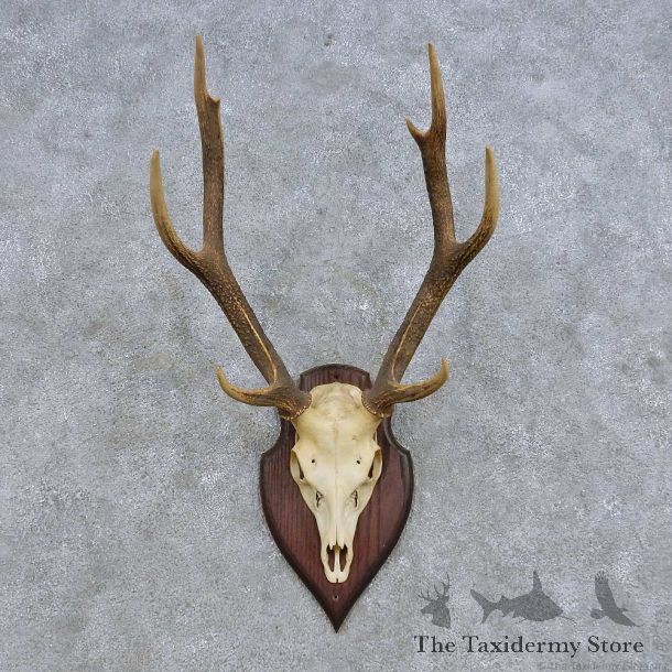 Rusa Deer Skull European Mount For Sale #14618 @ The Taxidermy Store