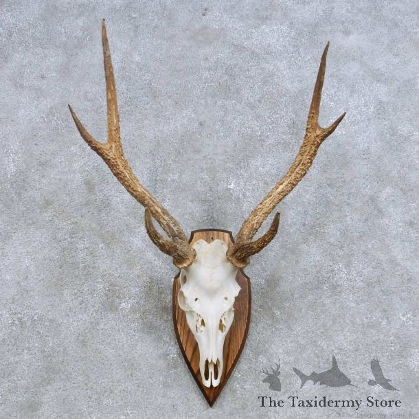 Rusa Deer Skull & Antler European Mount For Sale #14629 @ The Taxidermy Store