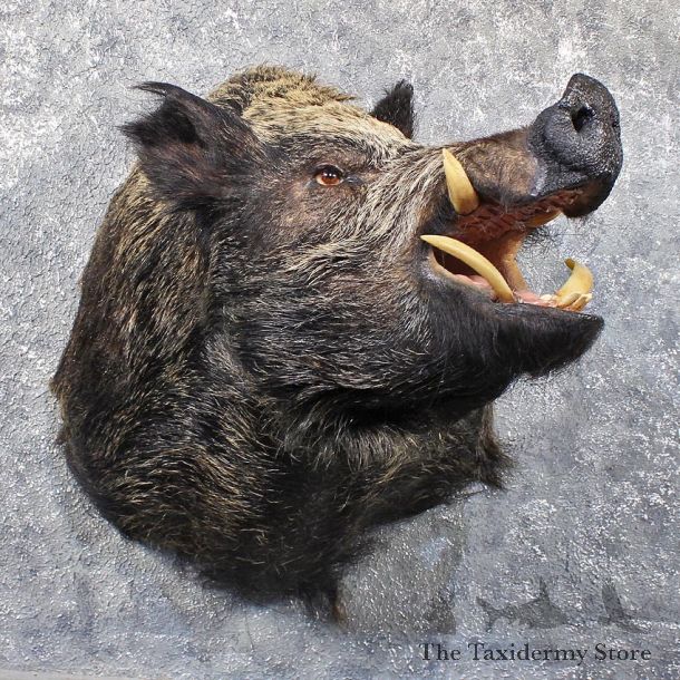 Russian Boar Taxidermy Mount #11805 For Sale @ The Taxidermy Store