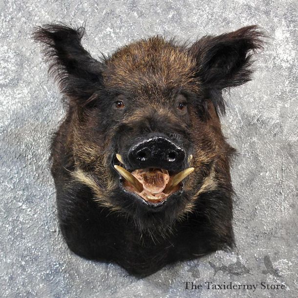 Russian Boar Taxidermy Mount #11553 - For Sale @ The Taxidermy Store