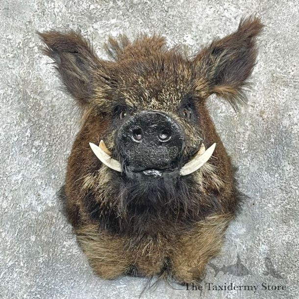 Russian Boar Shoulder Mount For Sale #27158 @ The Taxidermy Store