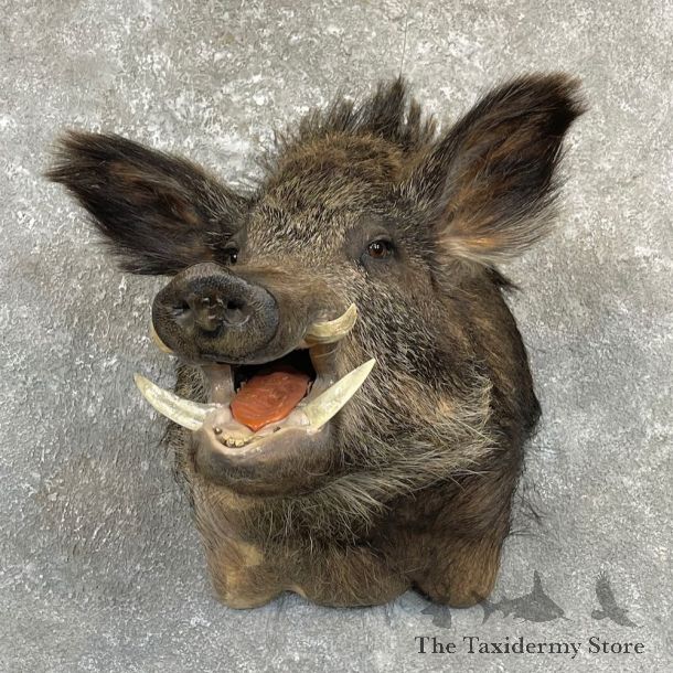 Russian Boar Shoulder Mount For Sale #27159 @ The Taxidermy Store