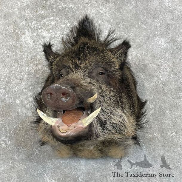 Russian Boar Shoulder Mount For Sale #28003 @ The Taxidermy Store