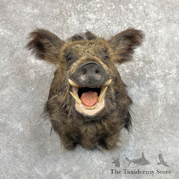 Russian Boar Shoulder Mount For Sale #28050 @ The Taxidermy Store