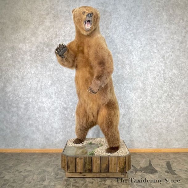 Russian Brown Bear Life Size Mount For Sale #26746 @ The Taxidermy Store