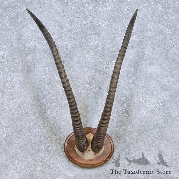 Sable Horn Plaque Taxidermy Mount For Sale #13993 @ The Taxidermy Store
