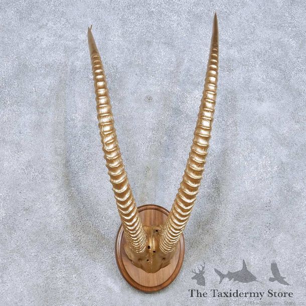 Sable Horn Plaque Taxidermy Mount For Sale #13995 @ The Taxidermy Store