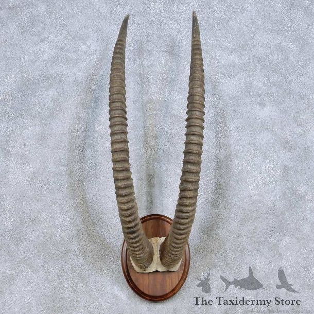 Sable Horn Plaque Taxidermy Mount For Sale #13996 @ The Taxidermy Store