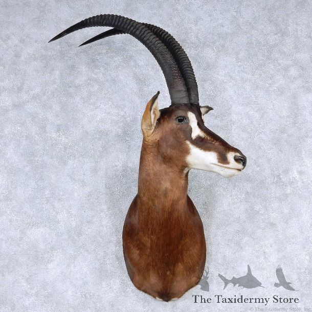 African Sable Shoulder Mount For Sale #13916 For Sale @ The Taxidermy Store