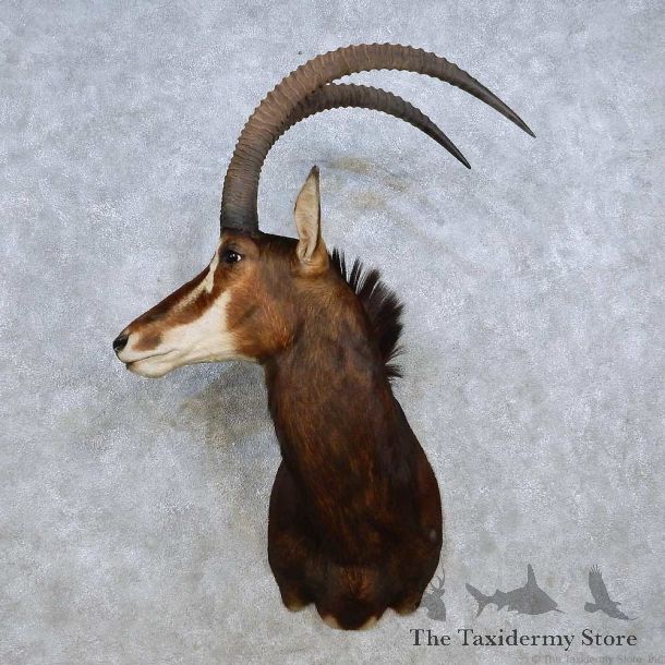 Sable Antelope Shoulder Mount For Sale #14271 @ The Taxidermy Store