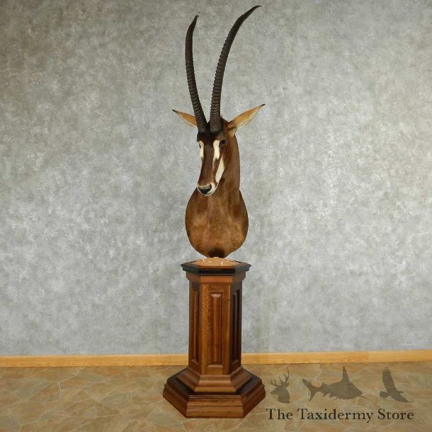 African Sable Antelope Pedestal Mount #13324 For Sale @ The Taxidermy Store