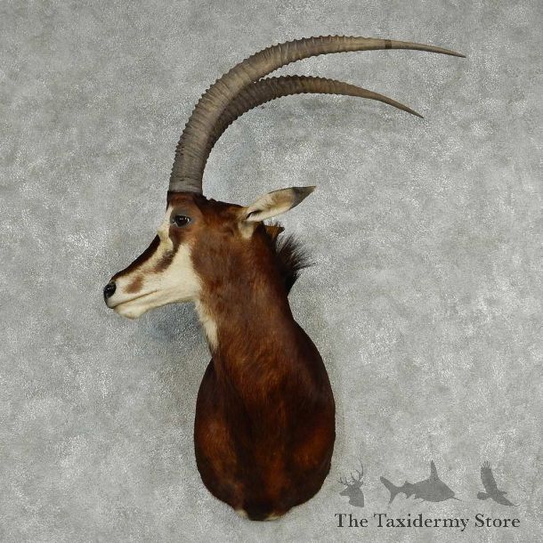 Moose Shoulder Mount #13808 For Sale @ The Taxidermy Store