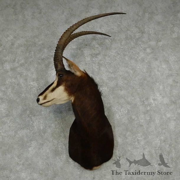 African Sable Shoulder Mount #13809 For Sale @ The Taxidermy Store