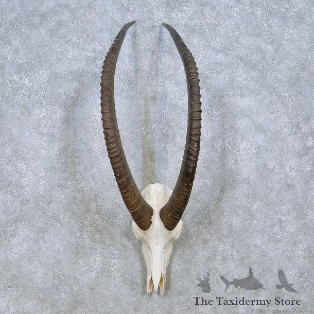 Sable Antelope Skull & Horn Mount For Sale #13965 @ The Taxidermy Store