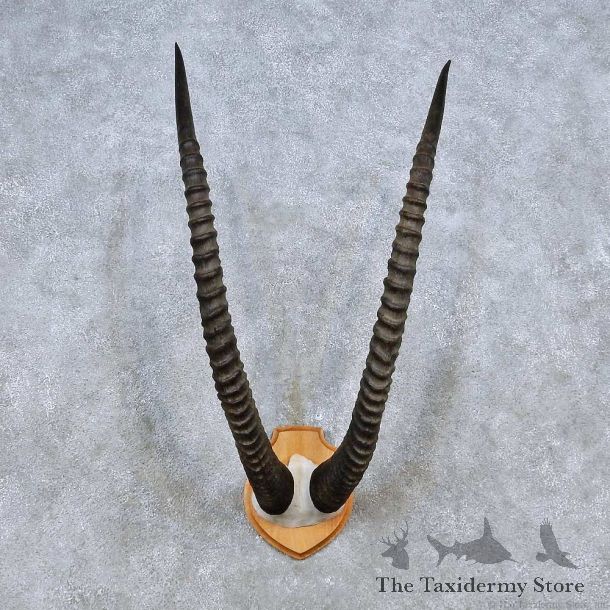 Sable Skull Cap & Horn Mount For Sale #14494 @ The Taxidermy Store