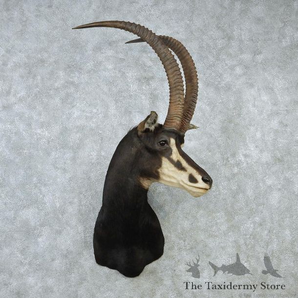 African Sable Taxidermy Shoulder Mount #12884 For Sale @ The Taxidermy Store
