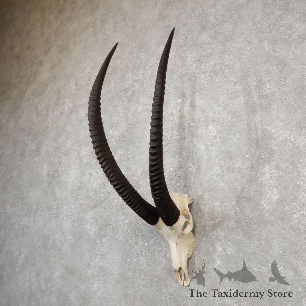 Sable Antelope Skull & Horn Mount For Sale #20022 @ The Taxidermy Store