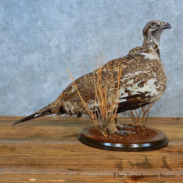 Greater Sage Grouse Bird Mount For Sale #15568 @ The Taxidermy Store