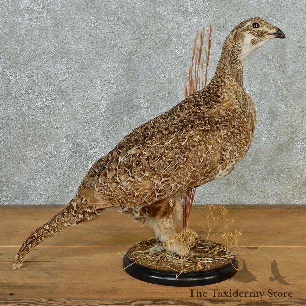 Standing Sage Grouse Taxidermy Mount #12689 For Sale @ The Taxidermy Store