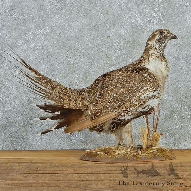 Sage Grouse Mount M1 #12810 For Sale @ The Taxidermy Store
