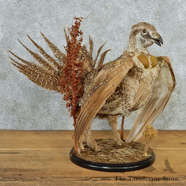 Standing Sage Grouse Taxidermy Mount #12690 For Sale @ The Taxidermy Store