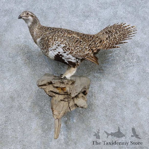 Standing Sage Grouse Bird Mount For Sale #14693 @ The Taxidermy Store
