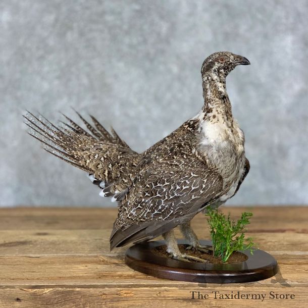 Sage Grouse Bird Mount For Sale #21355 @ The Taxidermy Store