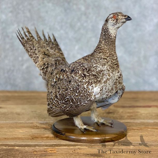 Sage Grouse Bird Mount For Sale #21356 @ The Taxidermy Store