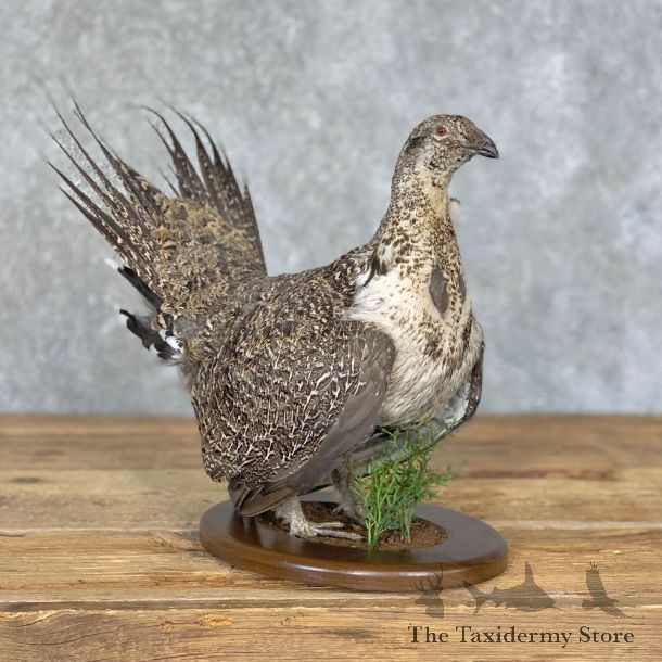 Sage Grouse Bird Mount For Sale #21357 @ The Taxidermy Store